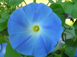 beautiful flower, poisonous seeds!