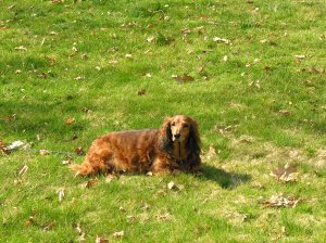 surveying her domain