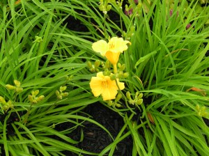 not a weed in sight!