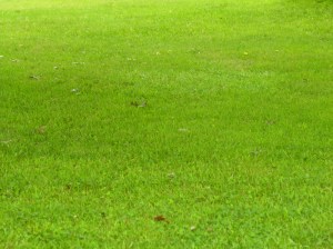 My incredibly green lawn
