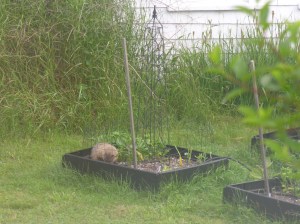 DSCN4784 nothing better than fresh lettuce in the rain!