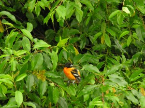 DSCN4787 not feeling so hot