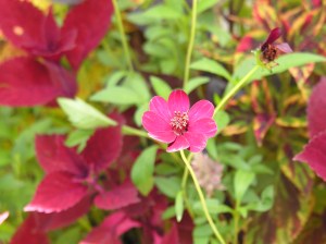 Chocolate cosmos. Yum!
