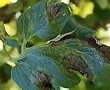 Late Blight symptoms on tomato leaves - water-soaked lesions.