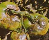 Symptoms of Late Blight on tomato fruit.