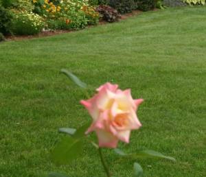 My grass is green...and it isn't bluegrass.