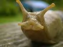 A face only a gastropod could love