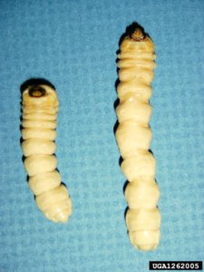 ALB larvae - photo Michael Bohne