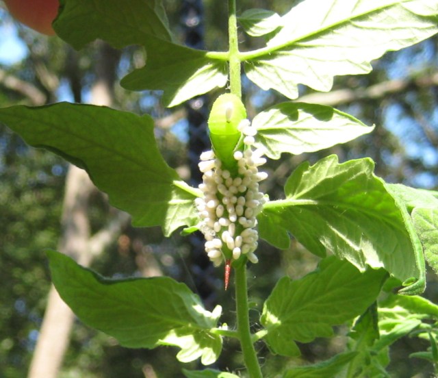 brachnid coccoons 1 Brachonid wasp coccoons on a tomato hornworm