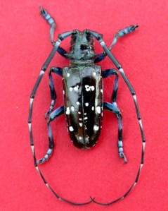 Asian longhorn beetle - male