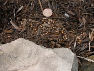 artillery fungus growing in wood mulch