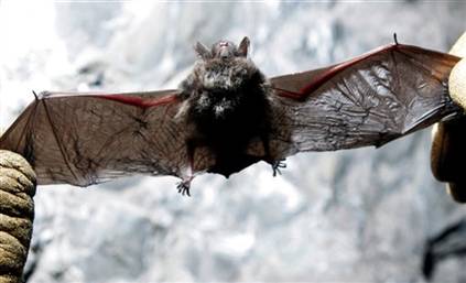Dead Bat, AP photo