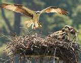 Ospreys`on a breeding platform.