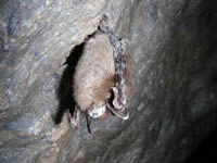an infected bat at the Greeley Mine, Vermont