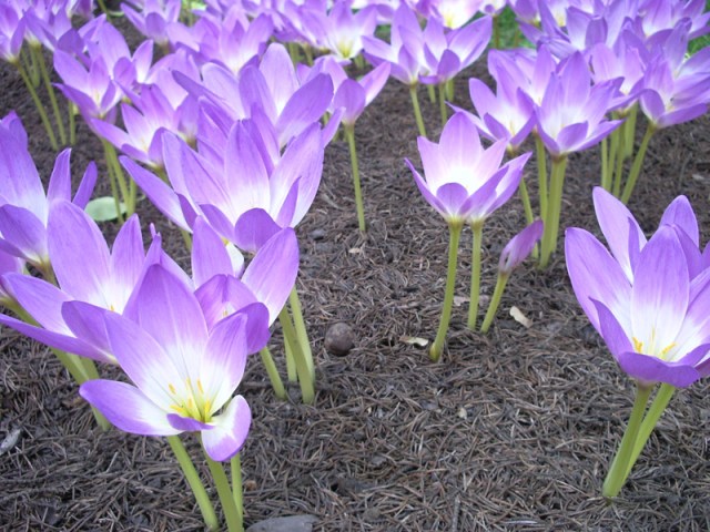 colchicum_sp1 colchicum_sp1