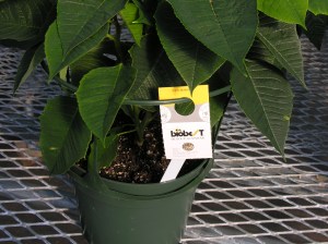 caution: parasitic wasps at work!