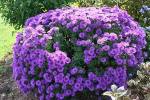 New England Aster New England Aster
