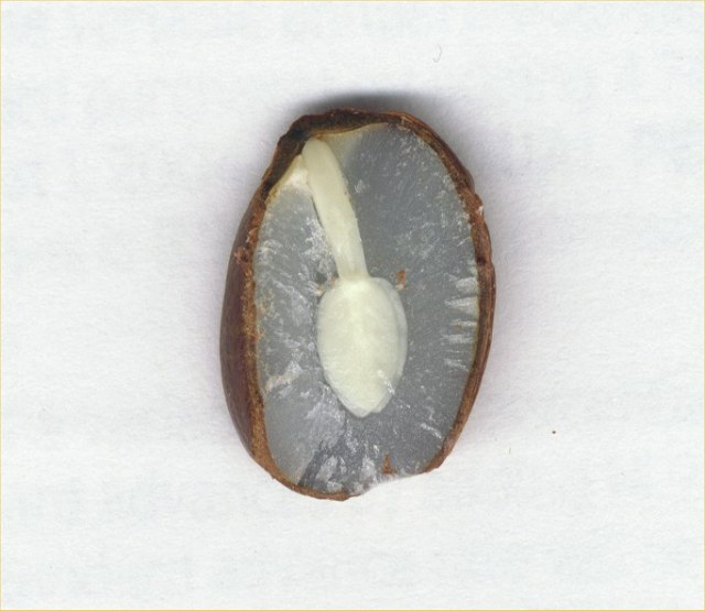 PersimmonSeed4a a persimmon seed