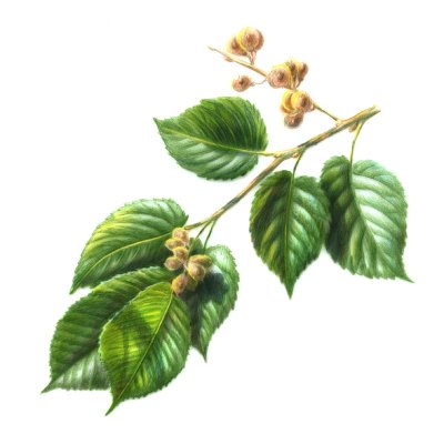 slippery elm