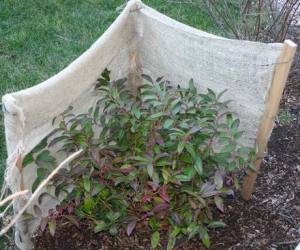 Windbreak Windbreaks are very effective in protecting evergreens and other plants from dehydrating.