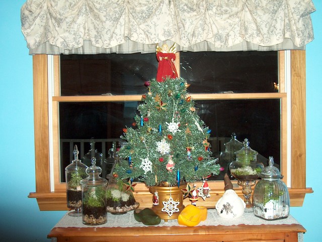 Kathy terrarium pic 1