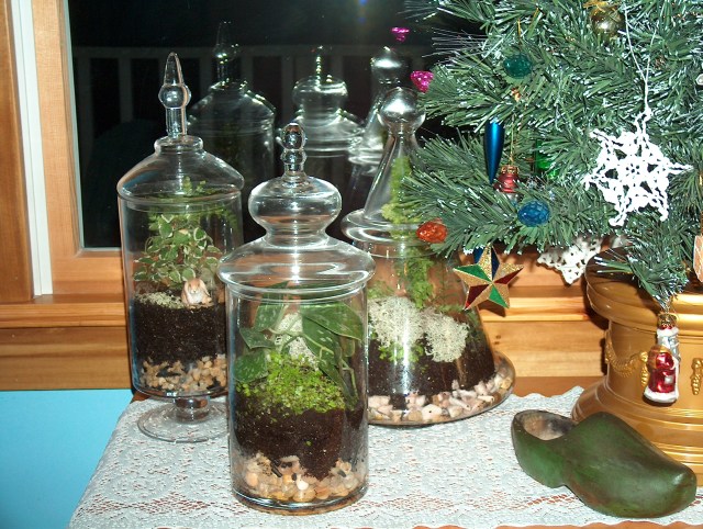 Kathy terrarium pic 3