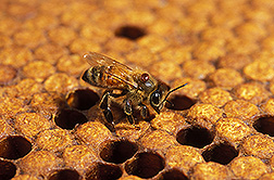 bee with varroa mite usda