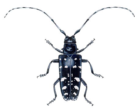 female_beetle