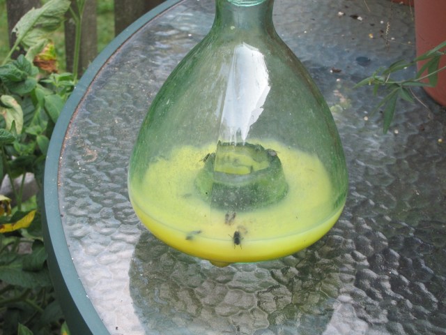 wasp trap