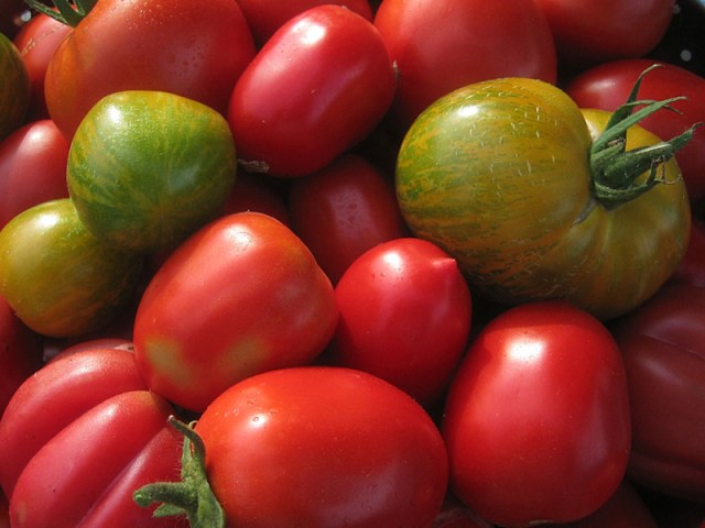 tomato blight resistant