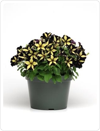 phantom petunia 2 in pot