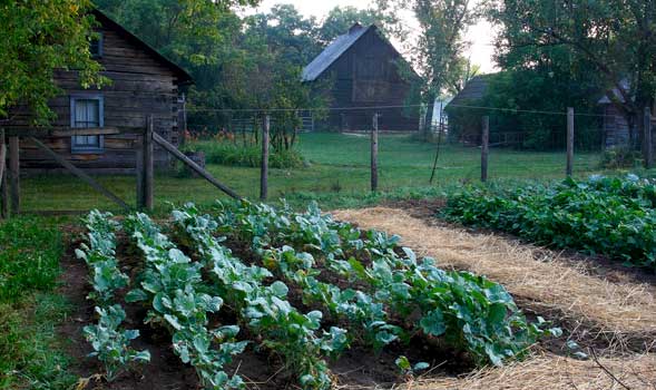 kitchen garden potatoes