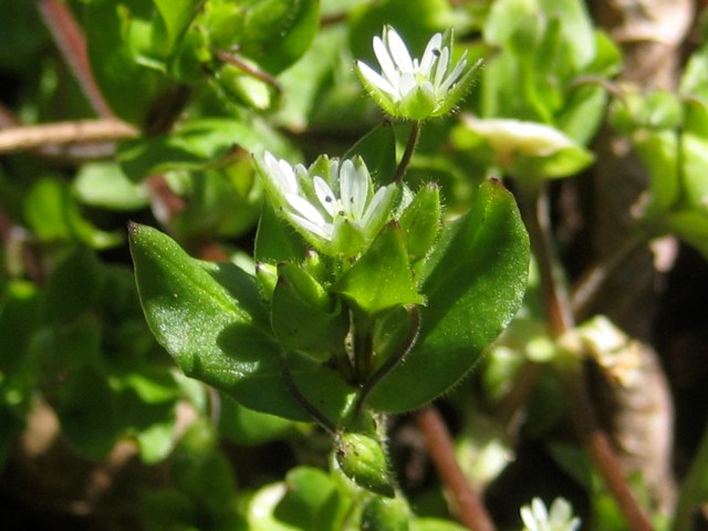 Chickweed