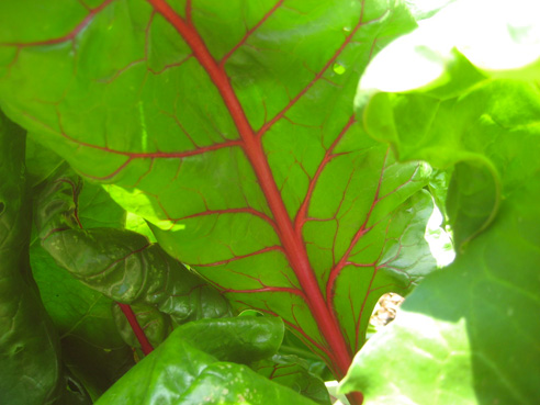 jul14-garden-walk-01 swiss chard