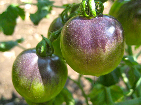 jul14-garden-walk-04 indigo rose tomato