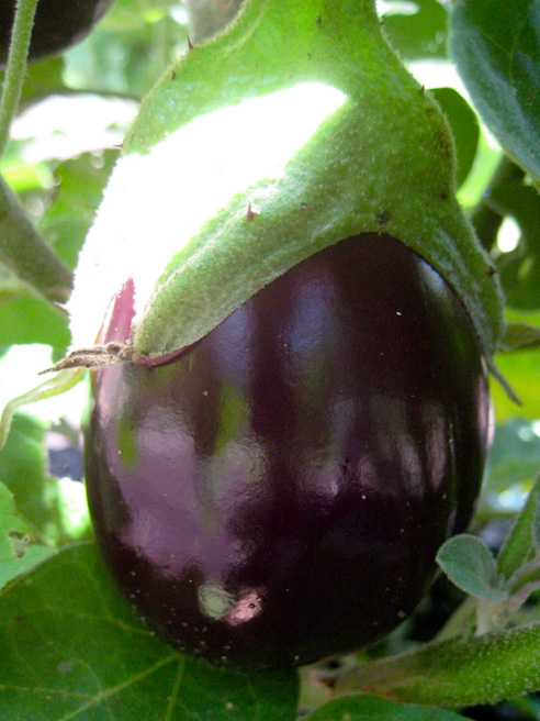 jul14-garden-walk-07 burpee hybrid eggplant