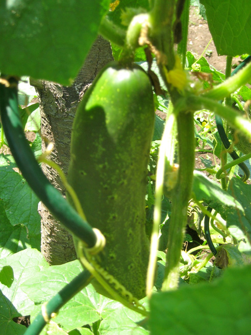 jul14-garden-walk-08 pickling cuke