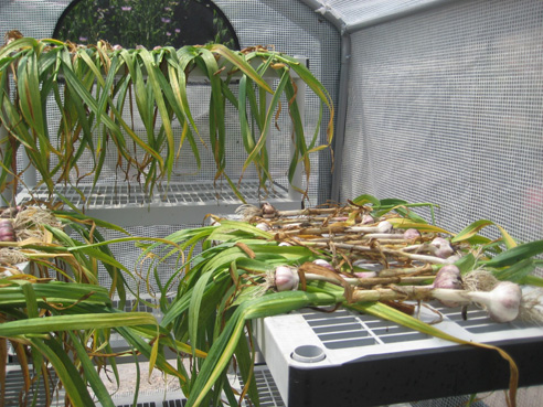 jul14-garden-walk-09 garlic