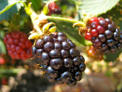 jul14-garden-walk-10 thornless blackberry