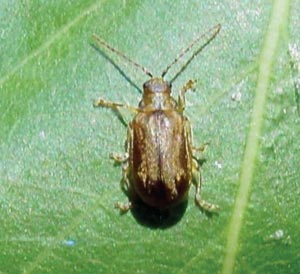 viburnumleafbeetle