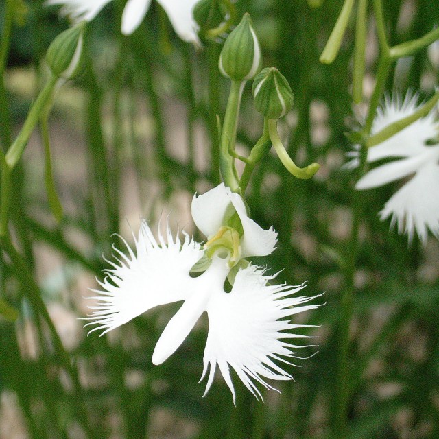 Habenaria_radiata